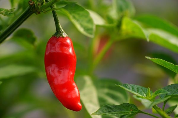 Von Paprika bis Promenade – Ein Tag voller Geschmack am Bodensee